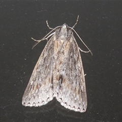 Chlenias (genus) at Flynn, ACT - 18 Jun 2025 by Christine