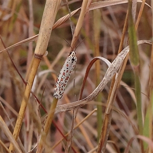 Utetheisa (genus) (A tiger moth) at Macnamara, ACT - 13 May 2025 by ConBoekel