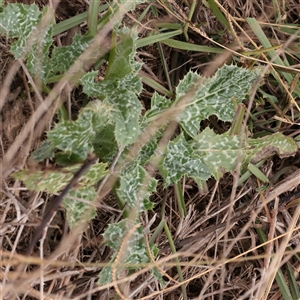 Silybum marianum (Variegated Thistle) at Macnamara, ACT - 13 May 2025 by ConBoekel