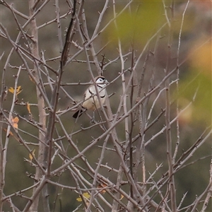 Stizoptera bichenovii (Double-barred Finch) at Macnamara, ACT - 13 May 2025 by ConBoekel