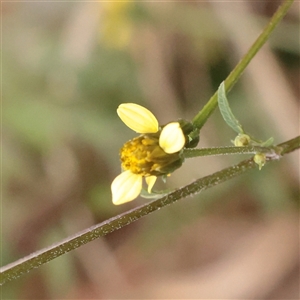 Bidens subalternans (Greater Beggars Ticks) at Macnamara, ACT - 13 May 2025 by ConBoekel