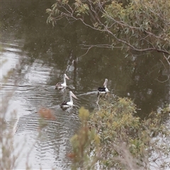 Pelecanus conspicillatus at Macnamara, ACT - 13 May 2025 by ConBoekel