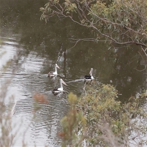 Pelecanus conspicillatus (Australian Pelican) at Macnamara, ACT - 13 May 2025 by ConBoekel