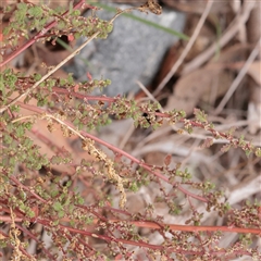 Unverified Other Wildflower or Herb at Macnamara, ACT - 13 May 2025 by ConBoekel