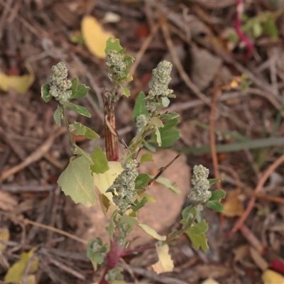 Unverified Other Wildflower or Herb at Macnamara, ACT - 13 May 2025 by ConBoekel