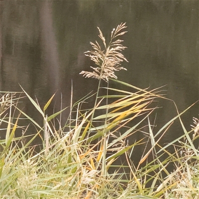 Phragmites australis at Macnamara, ACT - 13 May 2025 by ConBoekel