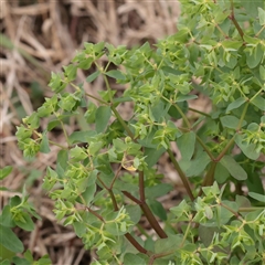 Unverified Other Wildflower or Herb at Macnamara, ACT - 13 May 2025 by ConBoekel