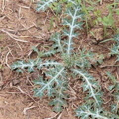 Unverified Other Wildflower or Herb at Macnamara, ACT - 13 May 2025 by ConBoekel