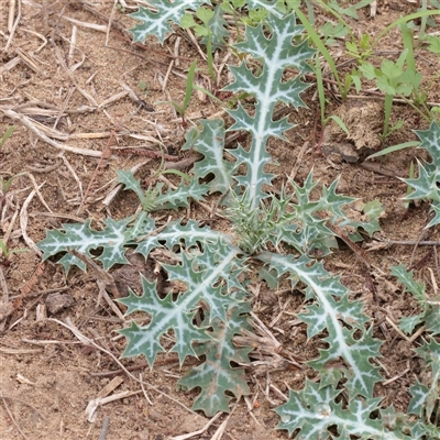 Unverified Other Wildflower or Herb at Macnamara, ACT - 13 May 2025 by ConBoekel