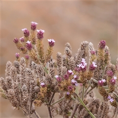 Unverified Other Wildflower or Herb at Macnamara, ACT - 13 May 2025 by ConBoekel