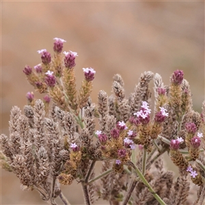 Verbena incompta (Purpletop) at Macnamara, ACT - 13 May 2025 by ConBoekel