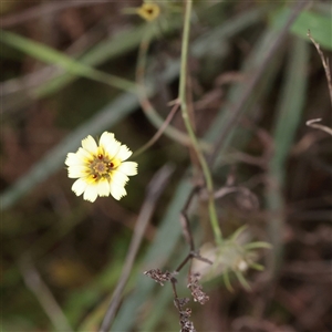 Tolpis barbata (Yellow Hawkweed) at Strathnairn, ACT - 13 May 2025 by ConBoekel