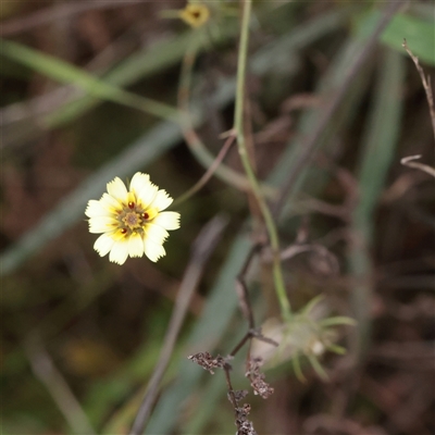 Tolpis barbata at Strathnairn, ACT - 13 May 2025 by ConBoekel