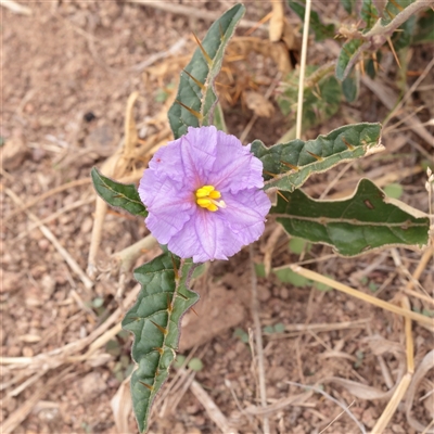 Unverified Other Wildflower or Herb at Strathnairn, ACT - 13 May 2025 by ConBoekel