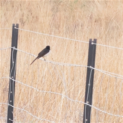 Rhipidura leucophrys at Strathnairn, ACT - 13 May 2025 by ConBoekel