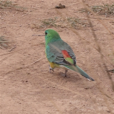 Psephotus haematonotus at Strathnairn, ACT - 13 May 2025 by ConBoekel