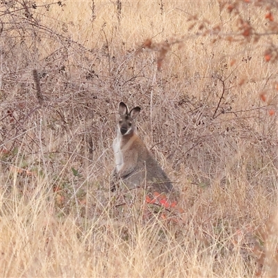 Notamacropus rufogriseus at Macnamara, ACT - 13 May 2025 by ConBoekel