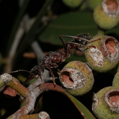 Myrmecia sp. (genus) at Freshwater Creek, VIC - 8 May 2025 by WendyEM