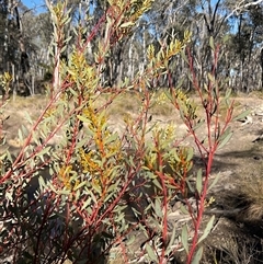 Acacia buxifolia subsp. buxifolia (Box-leaf Wattle) at Aranda, ACT - 21 Jun 2025 by Jennybach