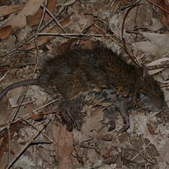 Rattus lutreolus at Freshwater Creek, VIC - 8 May 2025 by WendyEM