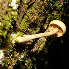 Unverified Cap on a stem; gills below cap [mushrooms or mushroom-like] at Wellington Park, TAS - 20 Jun 2025 by VanessaC