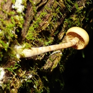 Unverified Cap on a stem; gills below cap [mushrooms or mushroom-like] at Wellington Park, TAS - 20 Jun 2025 by VanessaC