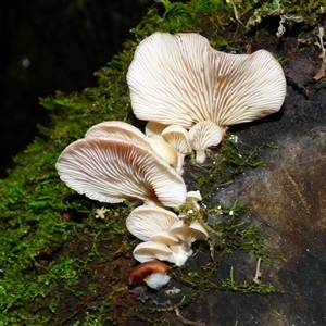 Unverified Cap, gills below, no stem & usually on wood [stemless mushrooms & the like] at Wellington Park, TAS - 20 Jun 2025 by VanessaC