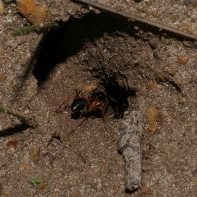 Camponotus consobrinus at Freshwater Creek, VIC - 8 May 2025 by WendyEM