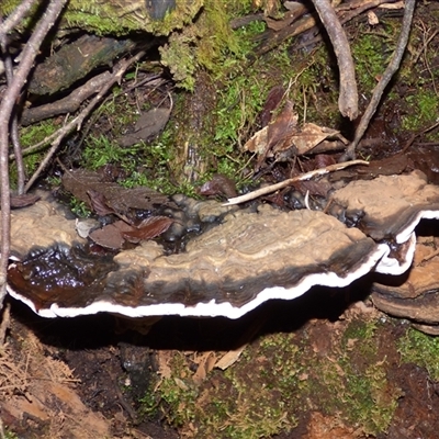 Unverified Underside smooth or wrinkled/roughened <Stereum etc> at Wellington Park, TAS - 20 Jun 2025 by VanessaC