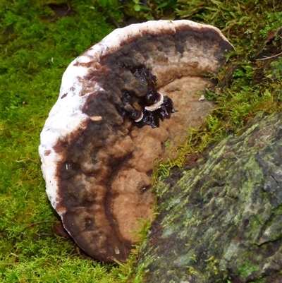 Unverified Shelf-like to hoof-like & usually on wood at Wellington Park, TAS - 20 Jun 2025 by VanessaC
