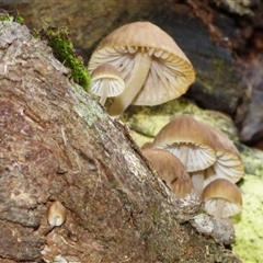 Unverified Cap on a stem; gills below cap [mushrooms or mushroom-like] at Wellington Park, TAS - 20 Jun 2025 by VanessaC