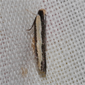Ardozyga stratifera (Striped Ardozyga Moth) at Freshwater Creek, VIC - 10 May 2025 by WendyEM
