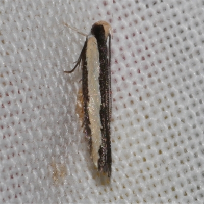 Ardozyga stratifera (Striped Ardozyga Moth) at Freshwater Creek, VIC - 10 May 2025 by WendyEM