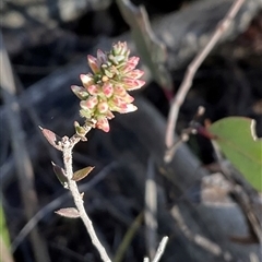 Styphelia attenuata (Small-leaved Beard Heath) at Aranda, ACT - 21 Jun 2025 by Jennybach