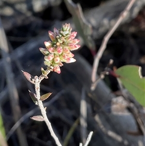 Styphelia attenuata (Small-leaved Beard Heath) at Aranda, ACT - 21 Jun 2025 by Jennybach