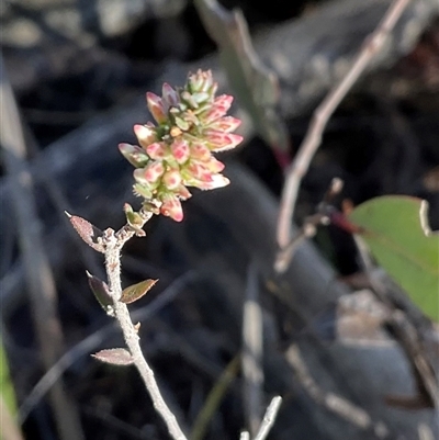 Styphelia attenuata (Small-leaved Beard Heath) at Aranda, ACT - 21 Jun 2025 by Jennybach