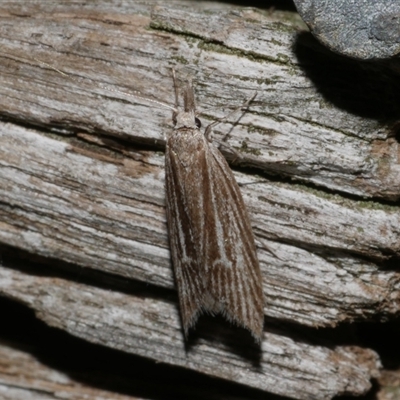 Phryganeutis cinerea (Chezala Group moth) at Freshwater Creek, VIC - 10 May 2025 by WendyEM