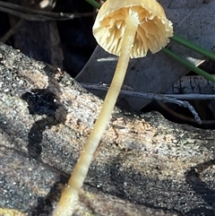 Unverified Cap on a stem; gills below cap [mushrooms or mushroom-like] at Aranda, ACT - 21 Jun 2025 by Jennybach