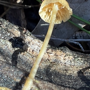 Unverified Cap on a stem; gills below cap [mushrooms or mushroom-like] at Aranda, ACT - 21 Jun 2025 by Jennybach