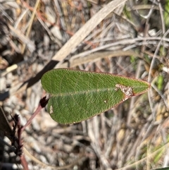 Hardenbergia violacea (False Sarsaparilla) at Aranda, ACT - 21 Jun 2025 by Jennybach