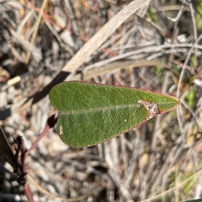 Hardenbergia violacea (False Sarsaparilla) at Aranda, ACT - 21 Jun 2025 by Jennybach