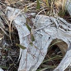 Hardenbergia violacea (False Sarsaparilla) at Aranda, ACT - 21 Jun 2025 by Jennybach