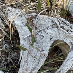 Hardenbergia violacea (False Sarsaparilla) at Aranda, ACT - 21 Jun 2025 by Jennybach