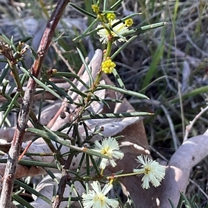 Acacia genistifolia (Early Wattle) at Aranda, ACT - 21 Jun 2025 by Jennybach