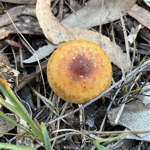 Pholiota sp. at Yarralumla, ACT - 21 Jun 2025 by Jennybach