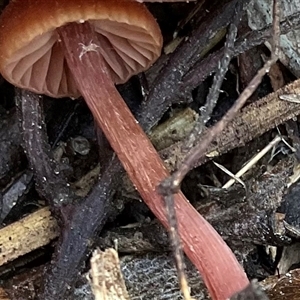Laccaria sp. (Laccaria) at Yarralumla, ACT - 21 Jun 2025 by Jennybach