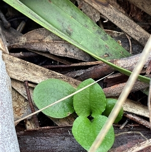 Pterostylis nutans (Nodding Greenhood) at Aranda, ACT - 21 Jun 2025 by Jennybach