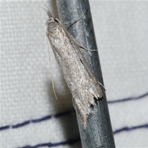 Phryganeutis cinerea at Freshwater Creek, VIC - 10 May 2025 08:17 PM