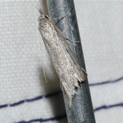 Phryganeutis cinerea (Chezala Group moth) at Freshwater Creek, VIC - 10 May 2025 by WendyEM