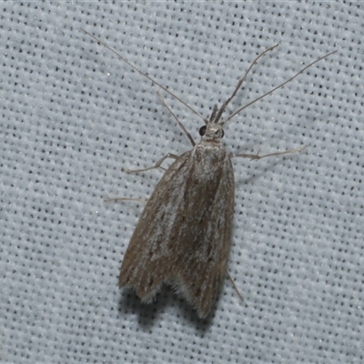 Phryganeutis cinerea (Chezala Group moth) at Freshwater Creek, VIC - 10 May 2025 by WendyEM